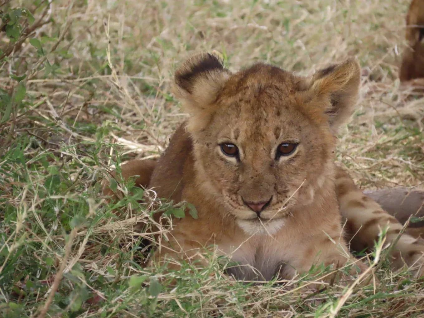 Lion cub at eye level