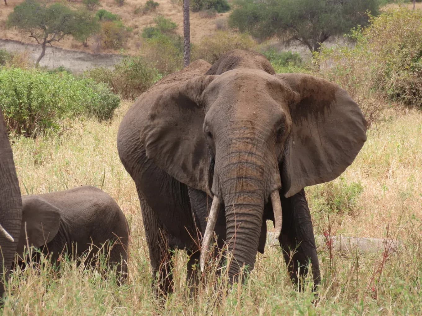 Elephant family