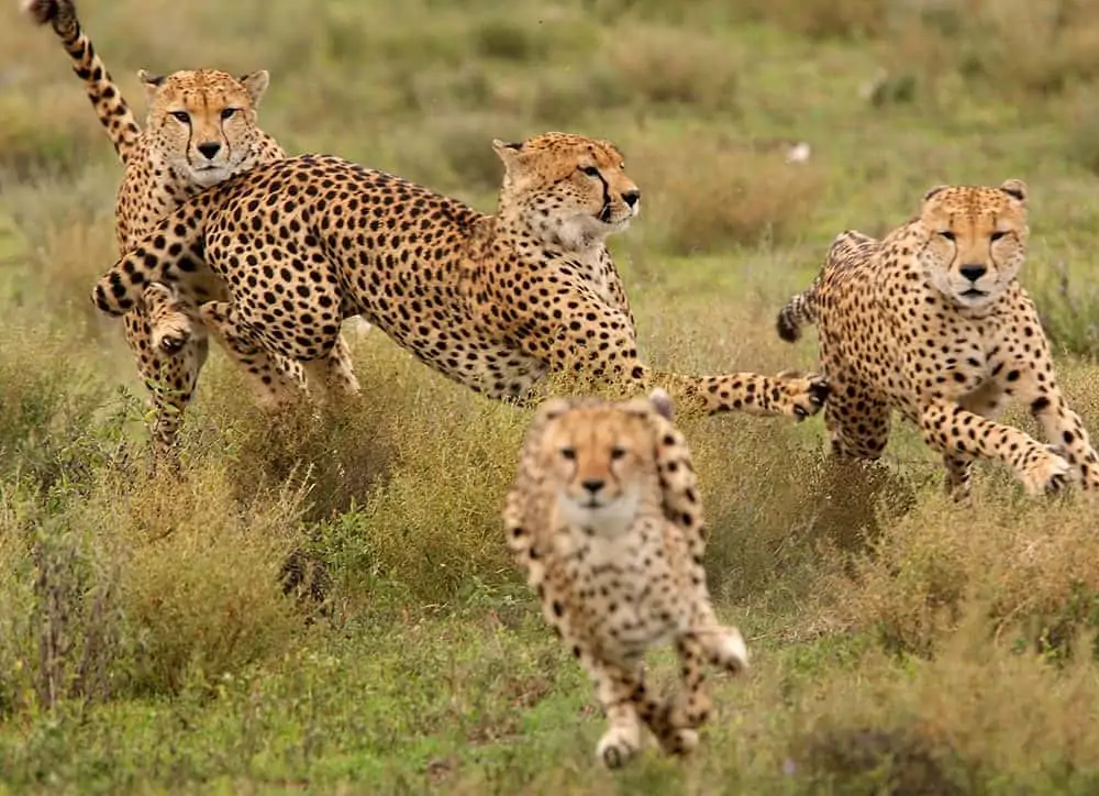 cheetahs