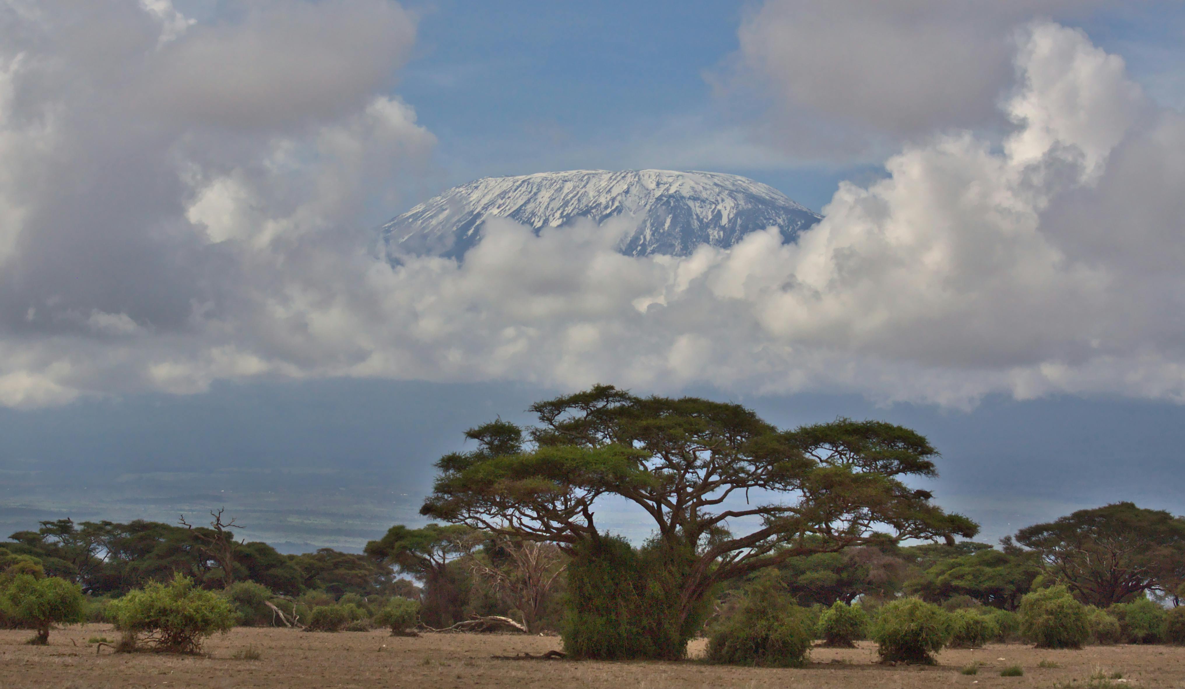Snow-capped summit above acacia trees